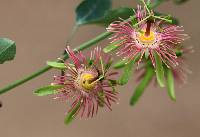 Passiflora mexicana image