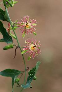 Passiflora mexicana image