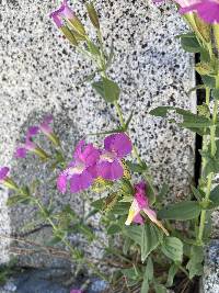 Erythranthe lewisii image