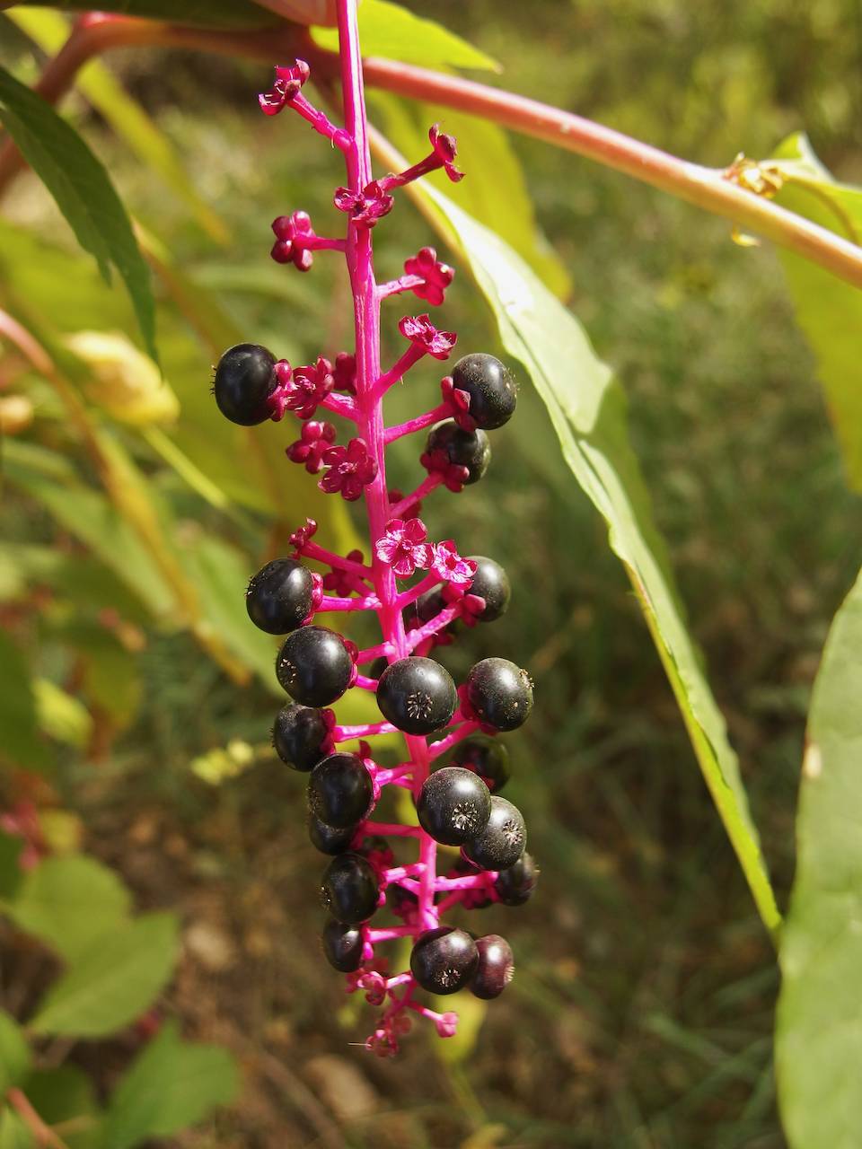 Phytolacca americana var. americana image