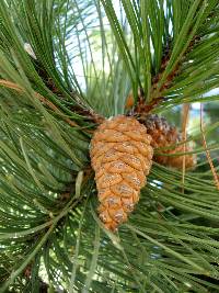 Image of Pinus nigra