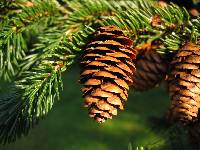 Image of Picea rubens