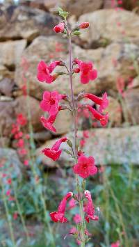 Penstemon superbus image