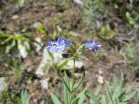 Image of Penstemon radicosus