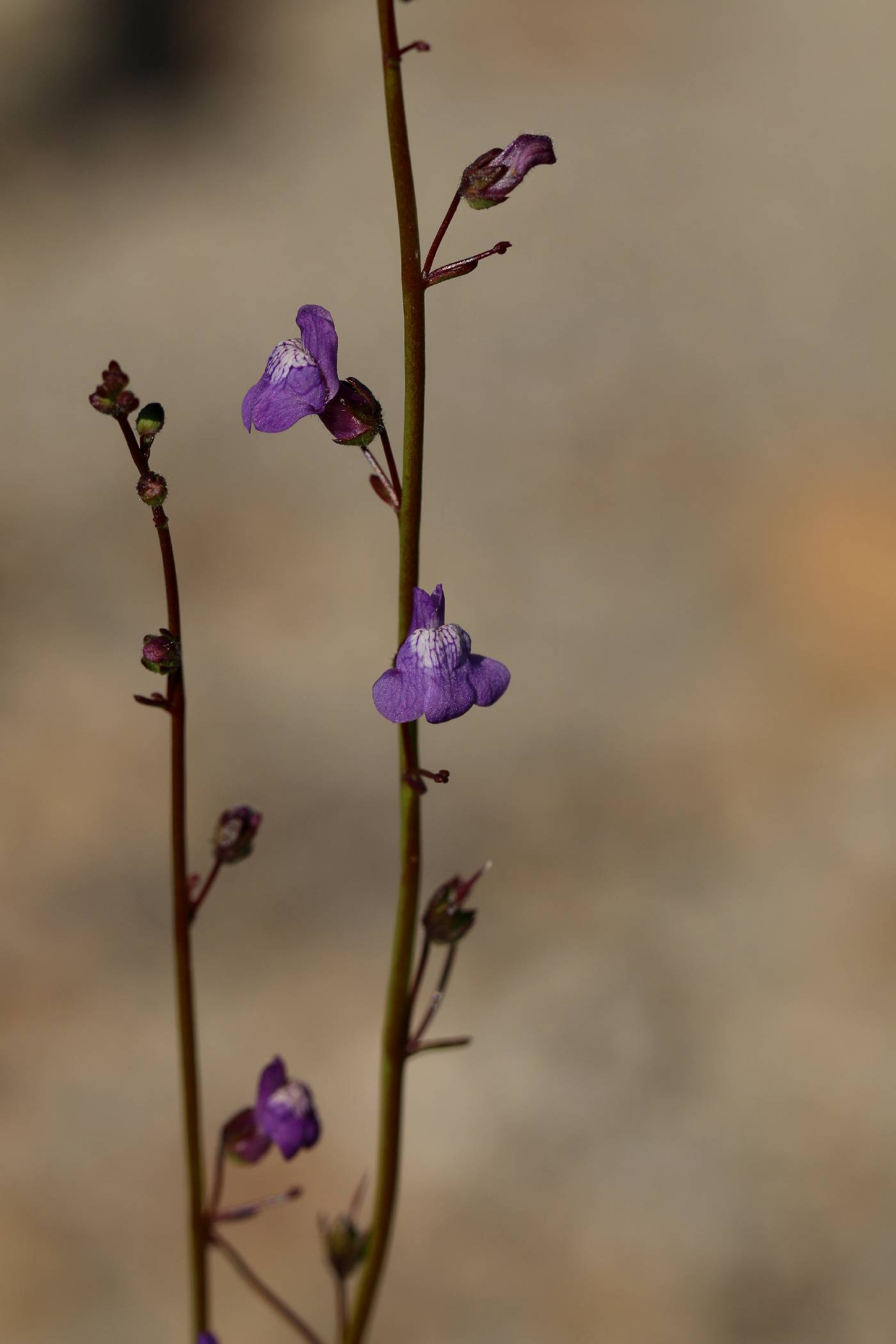 Antirrhinum watsonii image