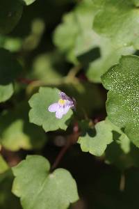 Cymbalaria muralis image