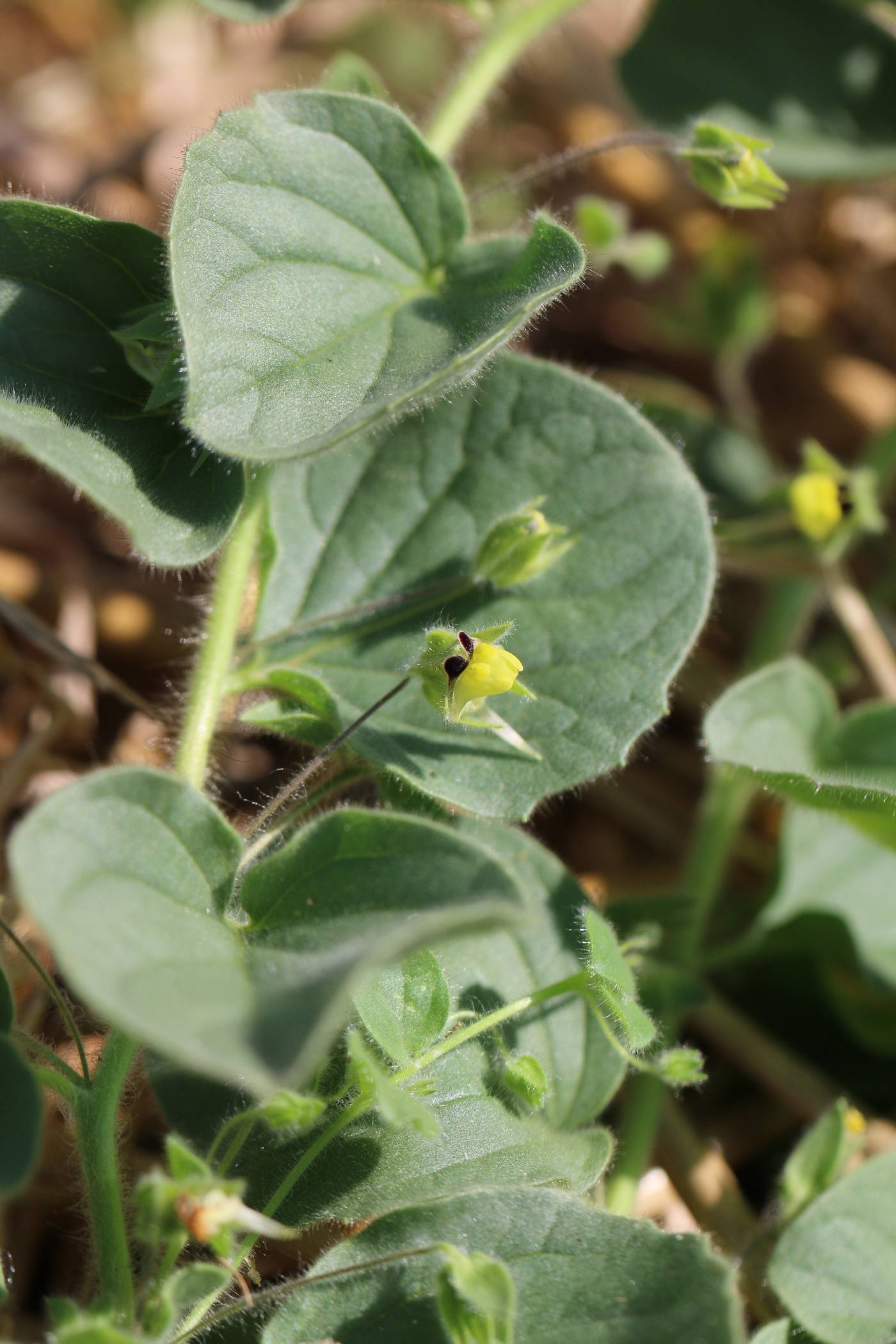 Kickxia spuria image