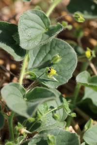 Kickxia spuria image