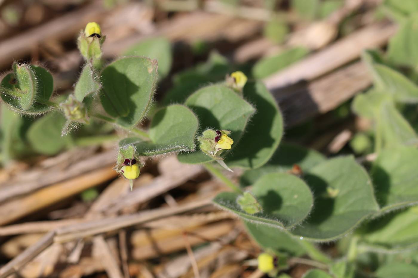Kickxia spuria image