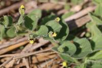 Kickxia spuria image