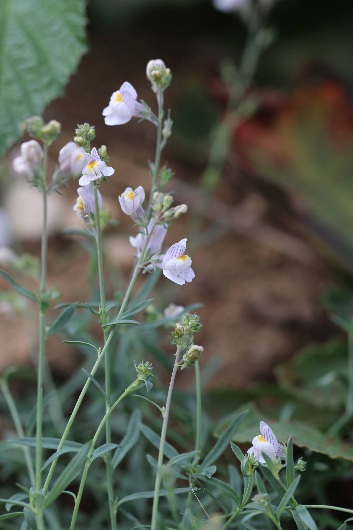 Linaria repens image