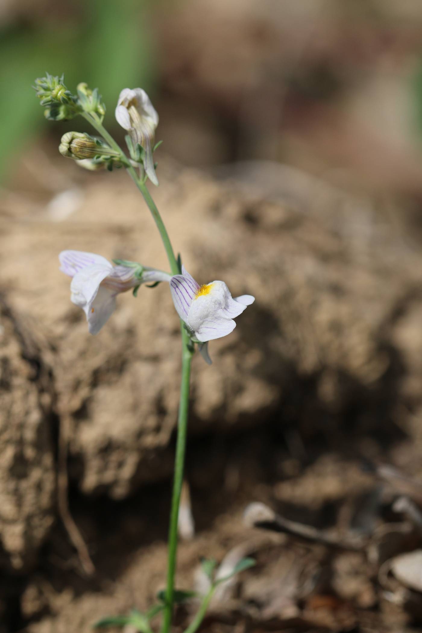 Linaria repens image
