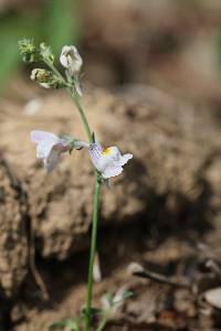 Linaria repens image