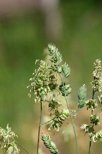 Dactylis glomerata image