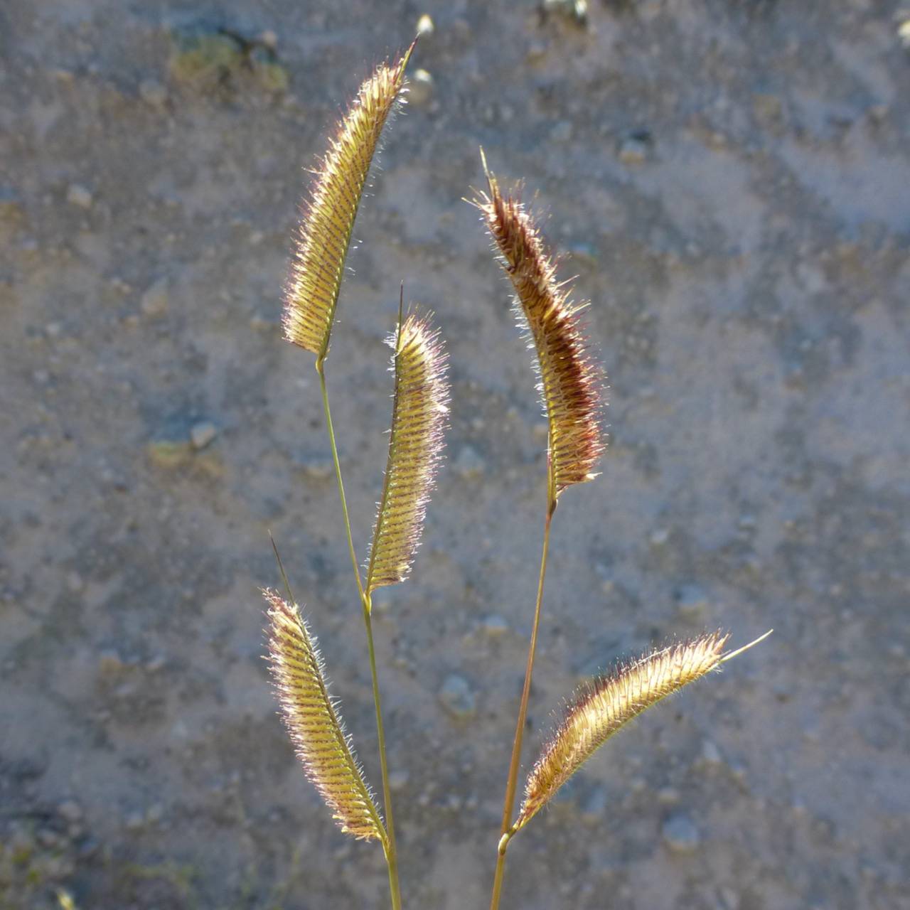 Bouteloua hirsuta image