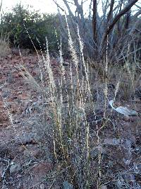 Pappophorum philippianum image