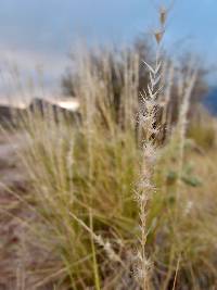 Pappophorum philippianum image