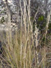 Pappophorum philippianum image