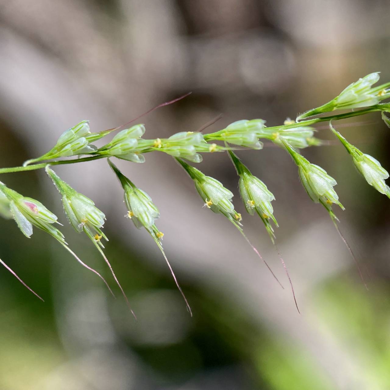 Aegopogon tenellus image