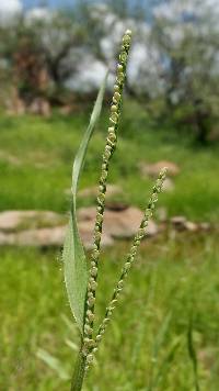 Paspalum setaceum image