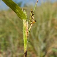 Hackelochloa granularis image