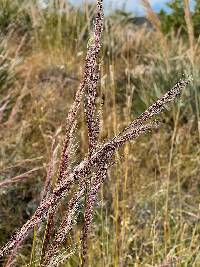 Muhlenbergia rigida image