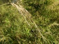 Scleropogon brevifolius image