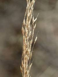 Muhlenbergia eludens image