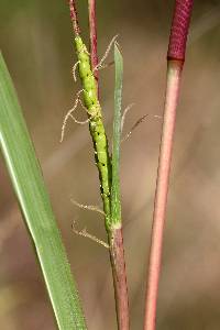 Tripsacum lanceolatum image