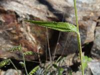 Eriochloa lemmonii image