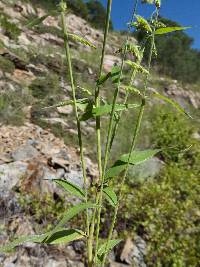 Eriochloa lemmonii image