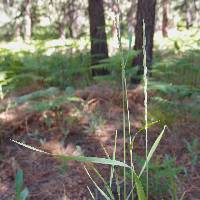 Thinopyrum intermedium subsp. intermedium image