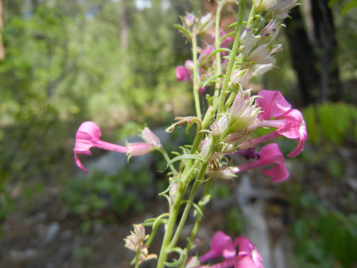 Ipomopsis sancti-spiritus image