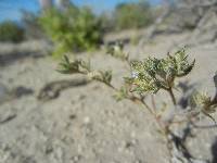 Image of Loeseliastrum depressum