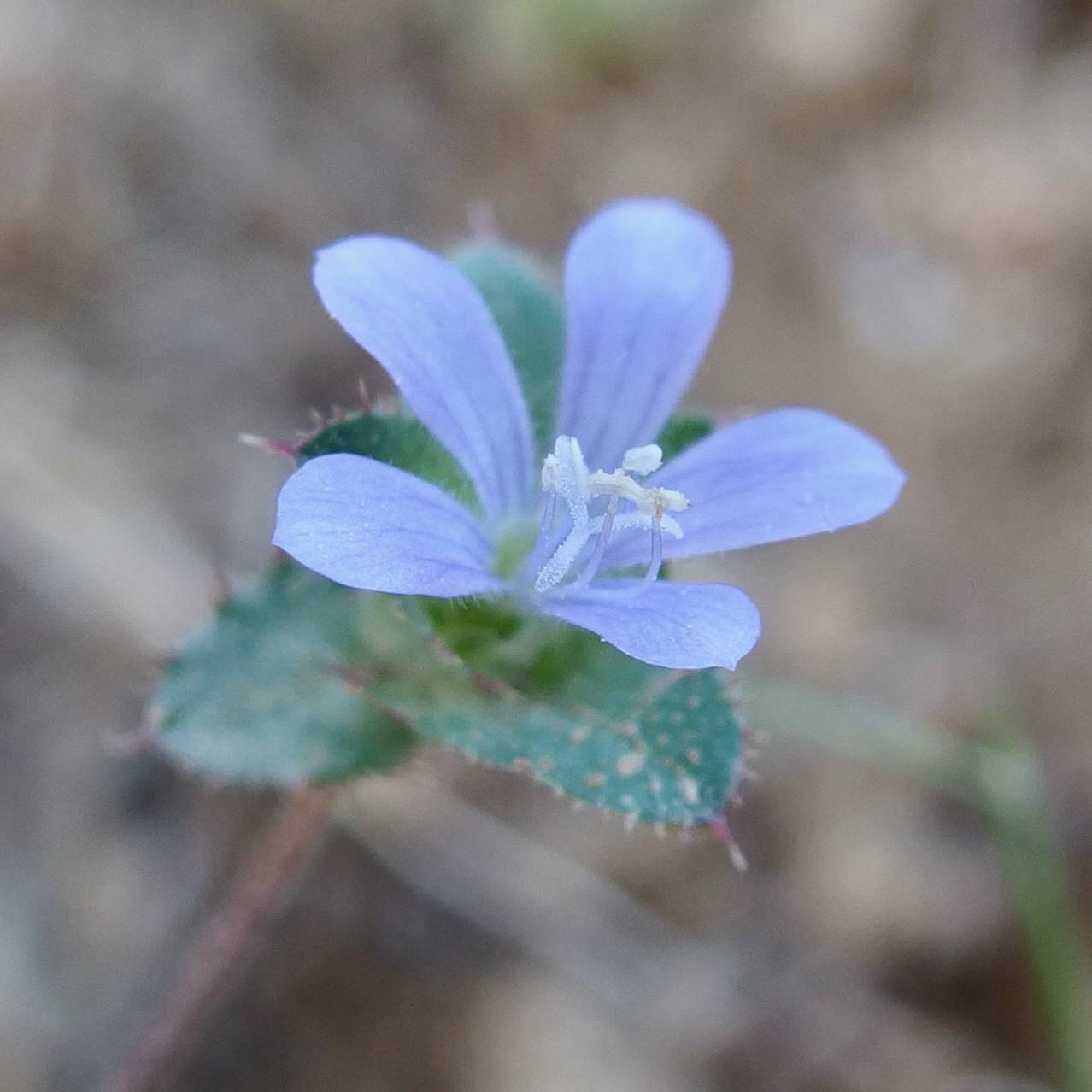 Loeselia involucrata image