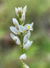 Image of Polygala hemipterocarpa