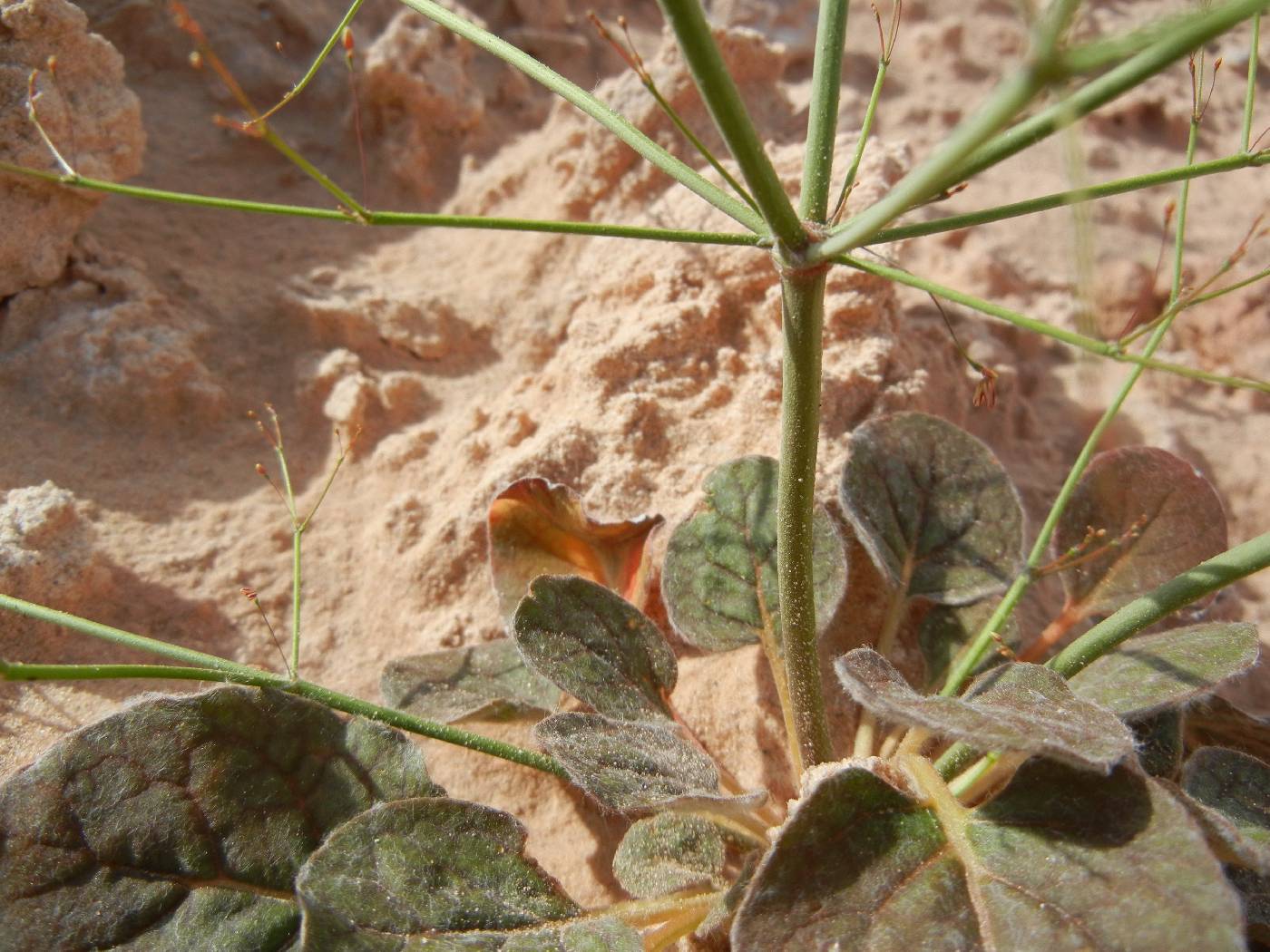 Eriogonum viscidulum image