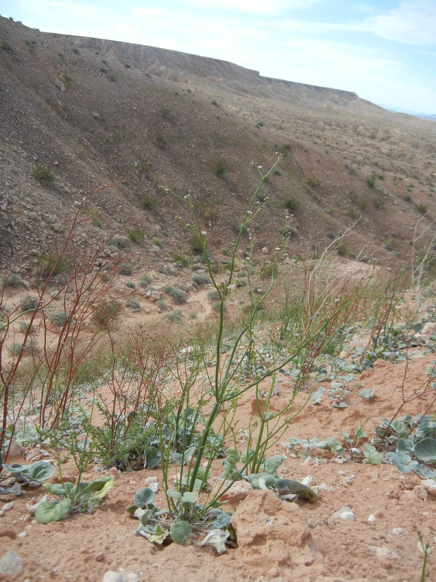 Eriogonum exaltatum image