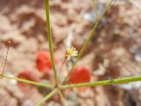 Eriogonum viscidulum image