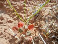 Eriogonum viscidulum image