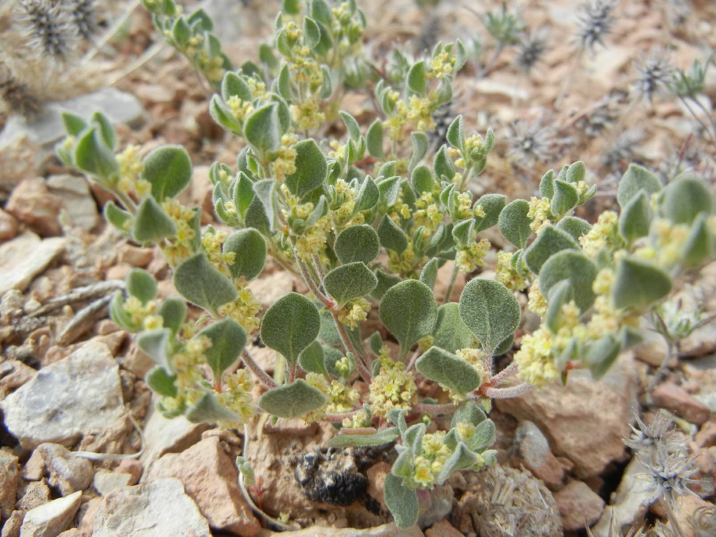 Eriogonum darrovii image