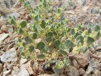 Image of Eriogonum darrovii