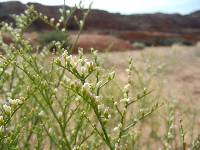 Eriogonum leptocladon image