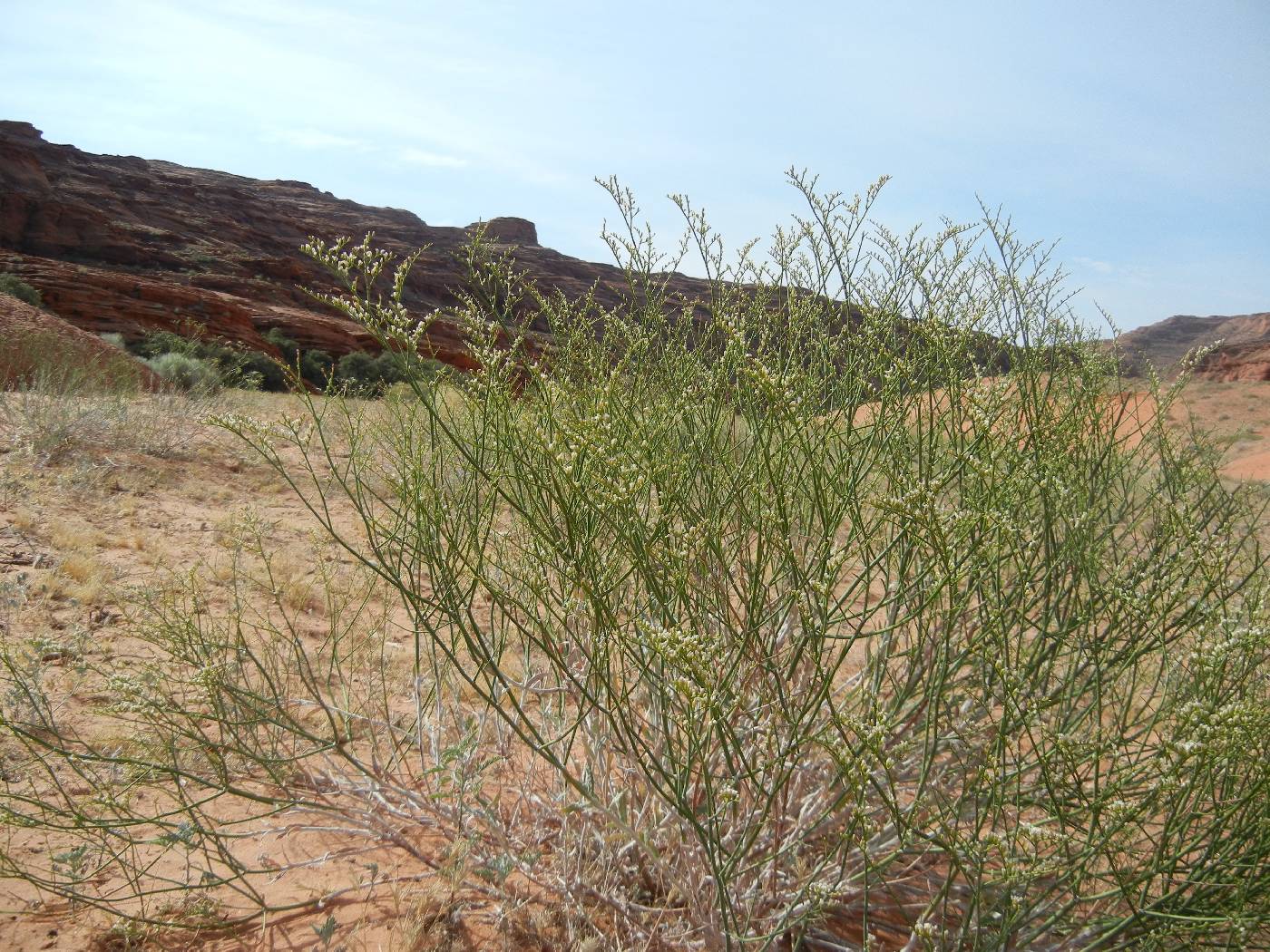 Eriogonum leptocladon var. papiliunculi image