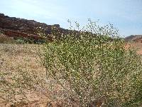 Eriogonum leptocladon image