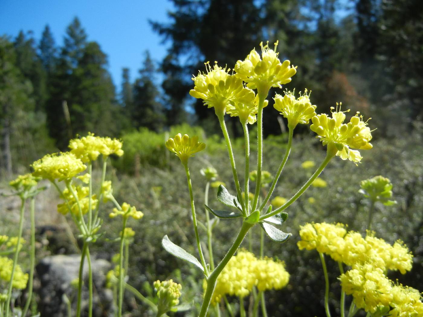 Eriogonum umbellatum var. argus image