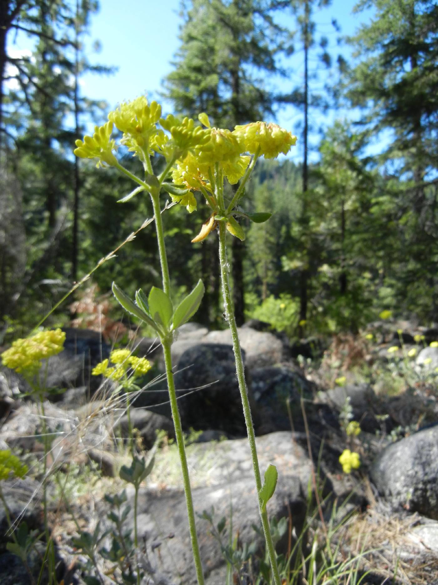 Eriogonum umbellatum var. argus image