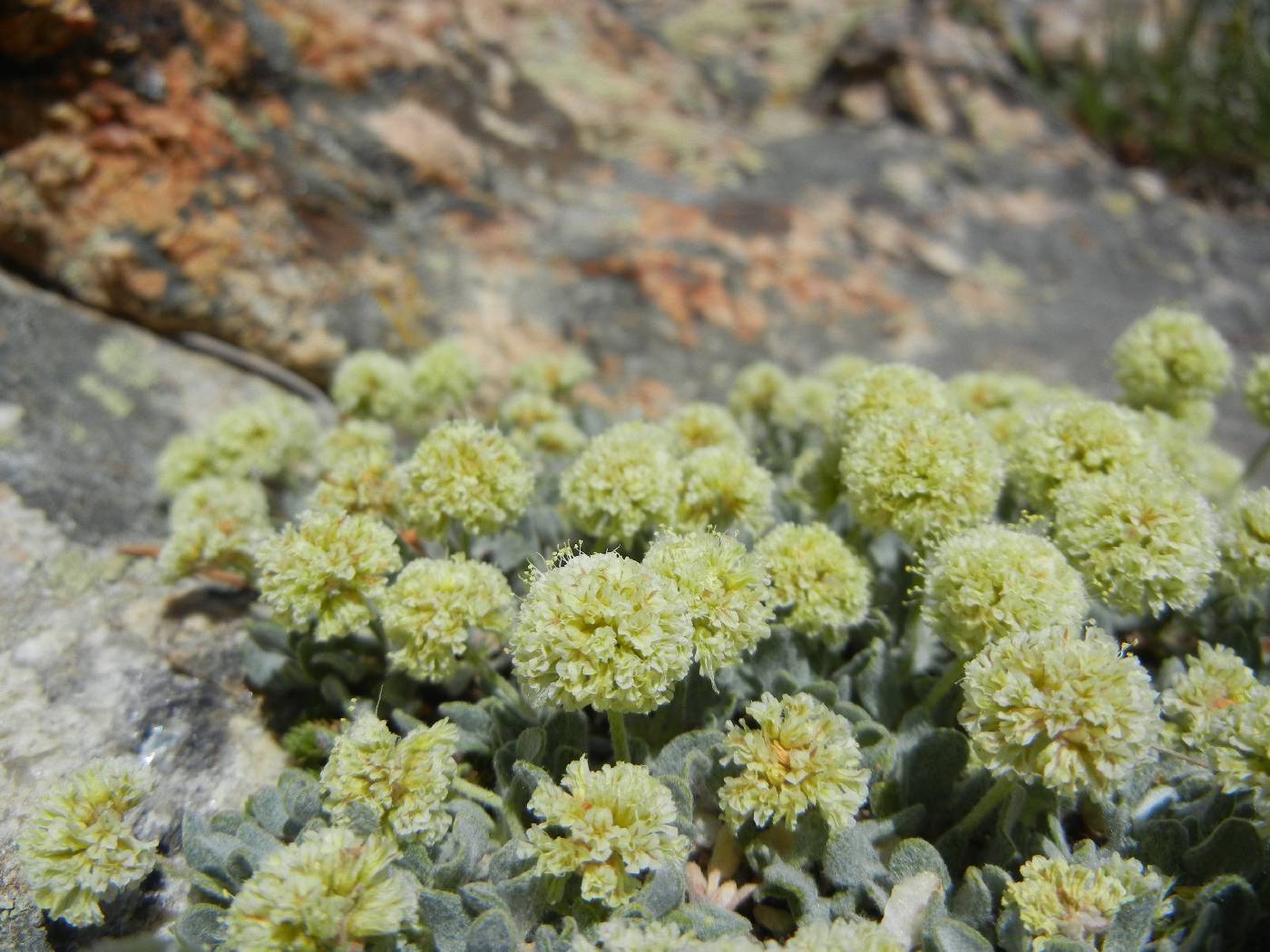 Eriogonum kingii image