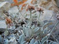 Eriogonum domitum image