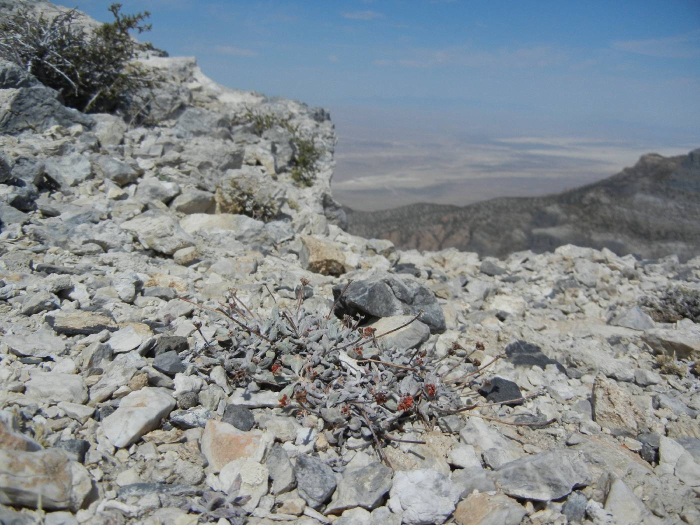 Eriogonum domitum image